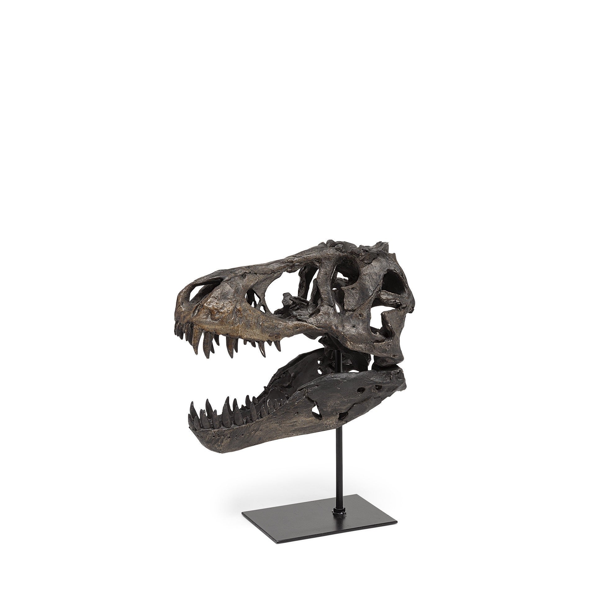 Brown Resin Tyrannosaurus Rex Skull Decor Piece