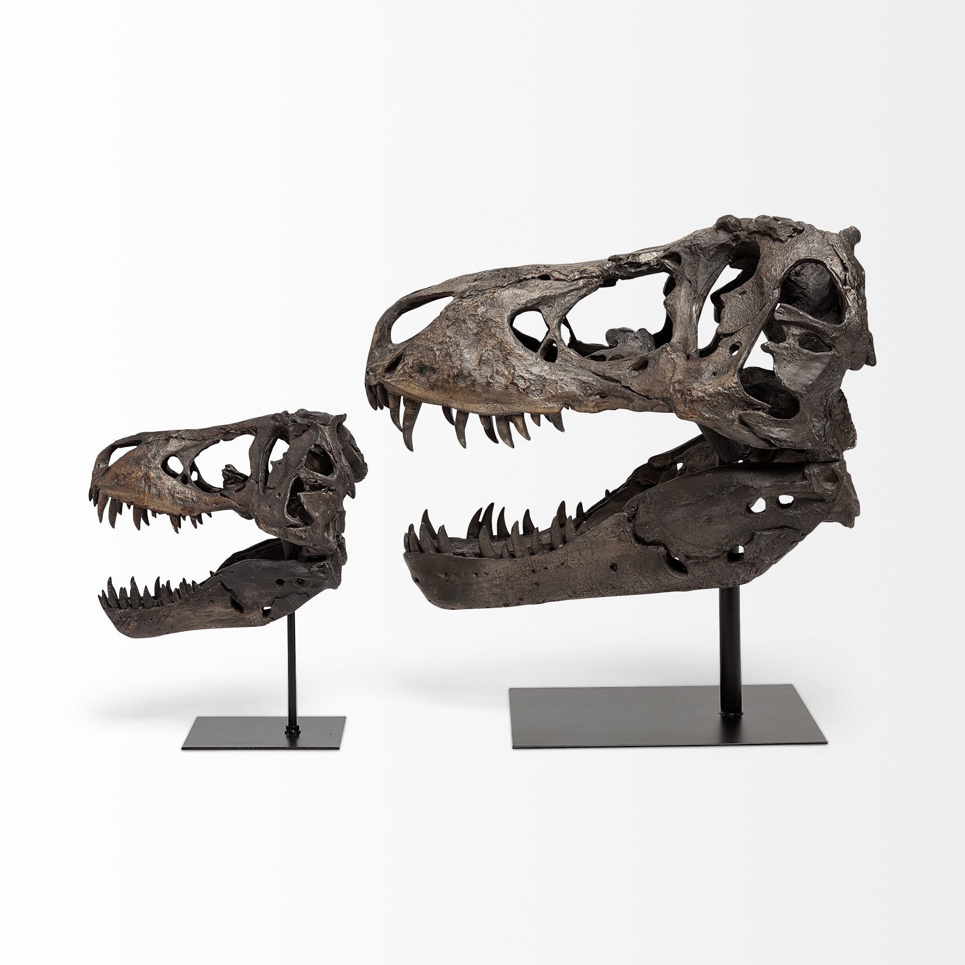 Brown Resin Tyrannosaurus Rex Skull Decor Piece