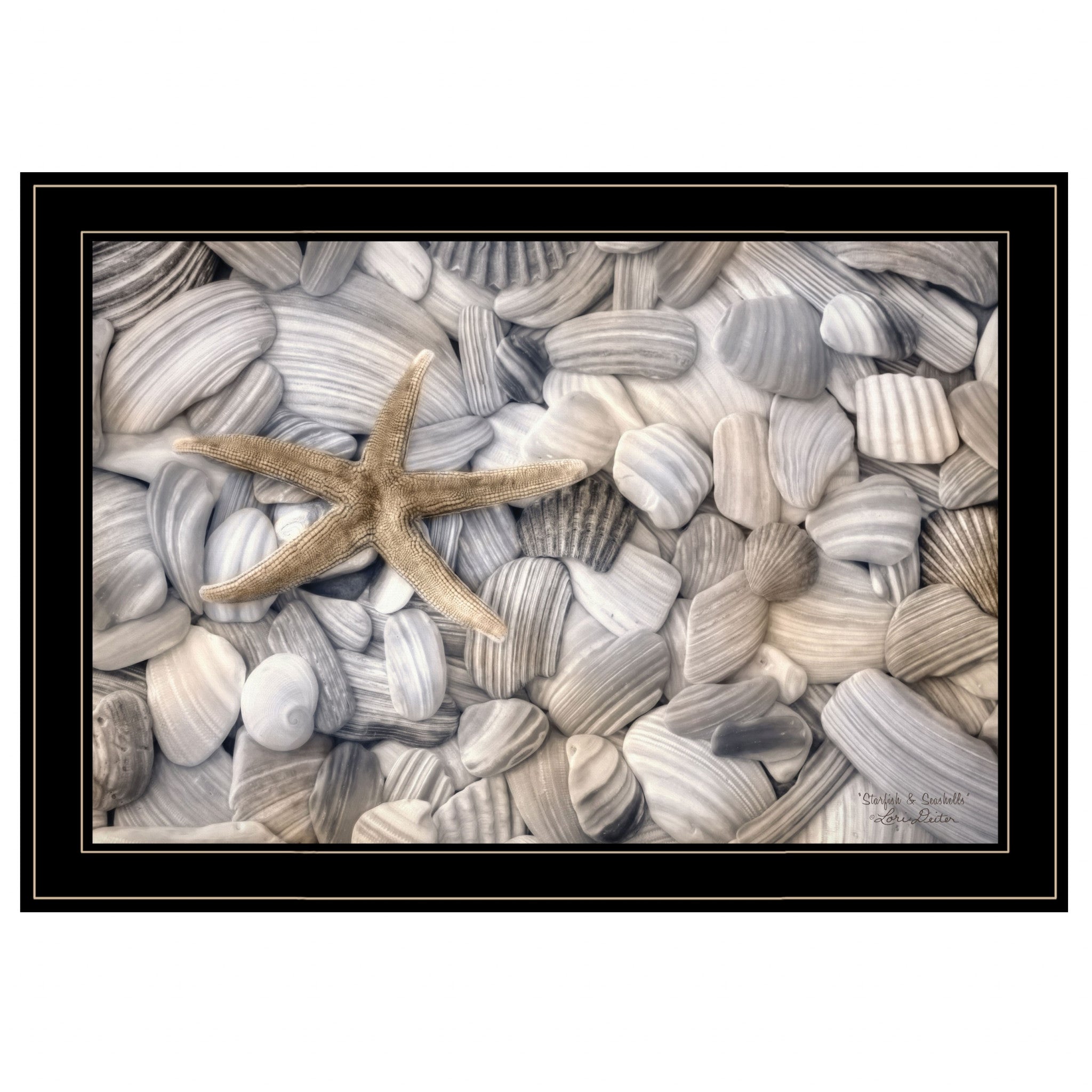 Starfish & Seashells 4 Black Framed Print Wall Art