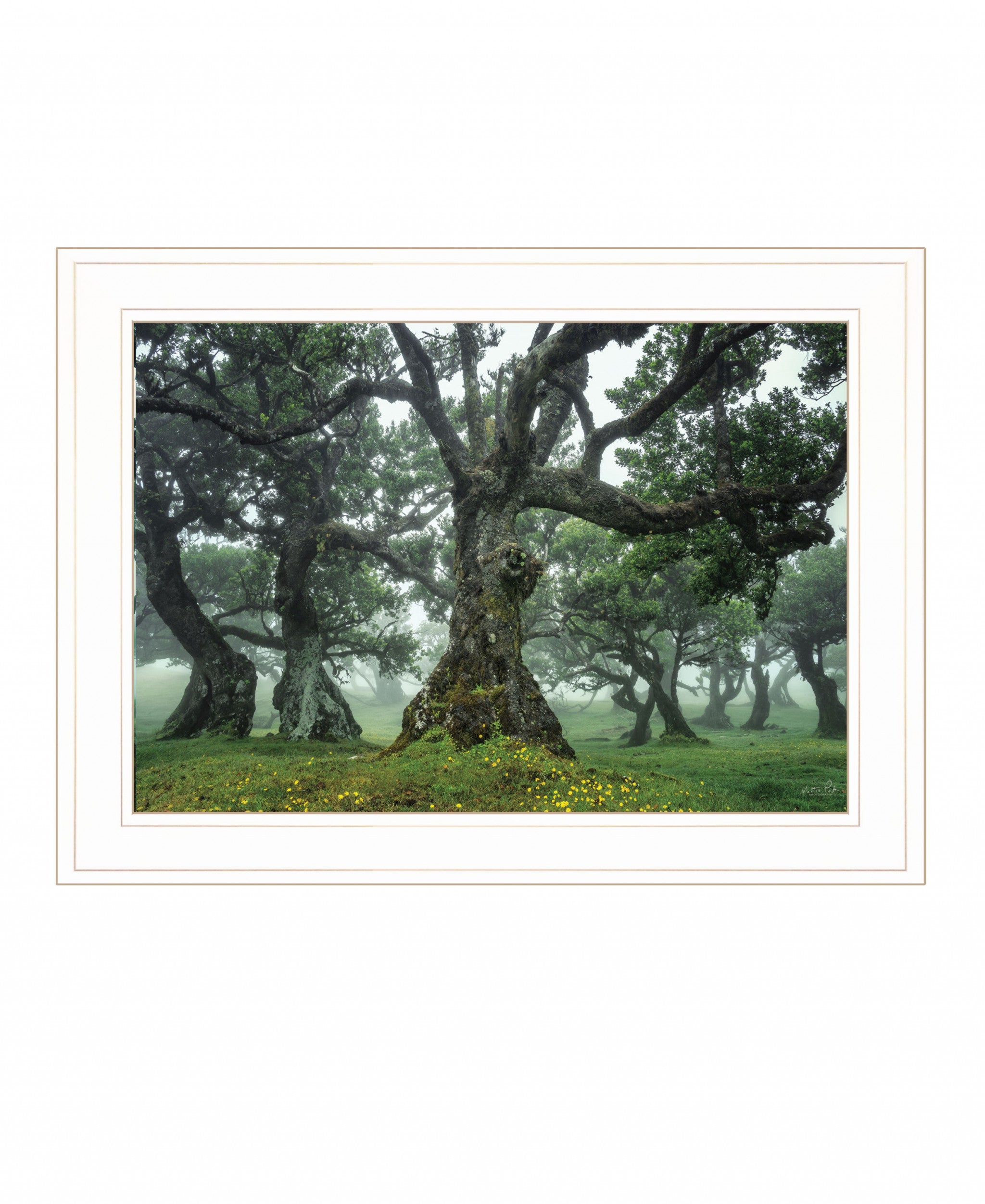 Enchanted Forest I 2 White Framed Print Wall Art