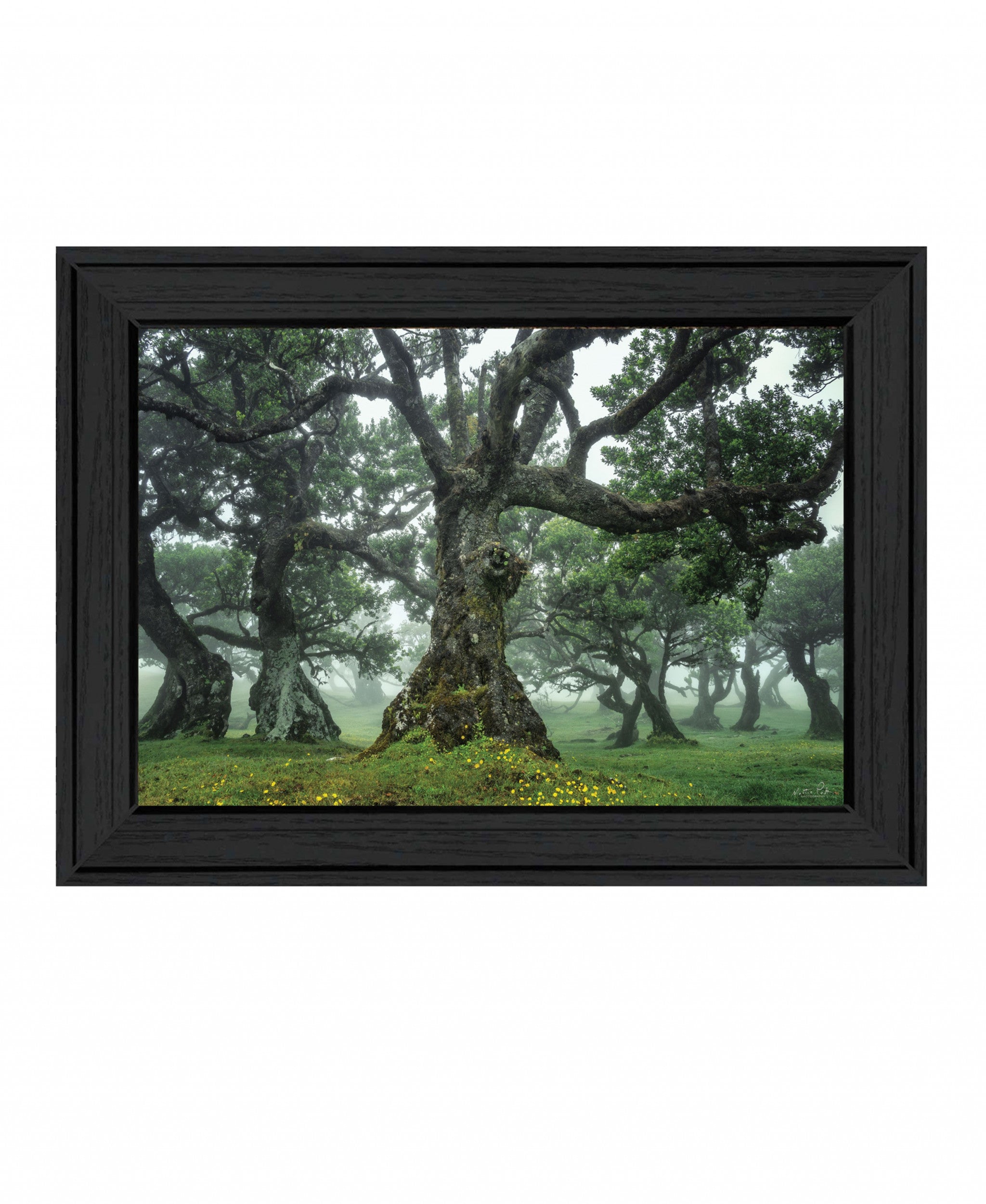 Enchanted Forest I 3 Black Framed Print Wall Art