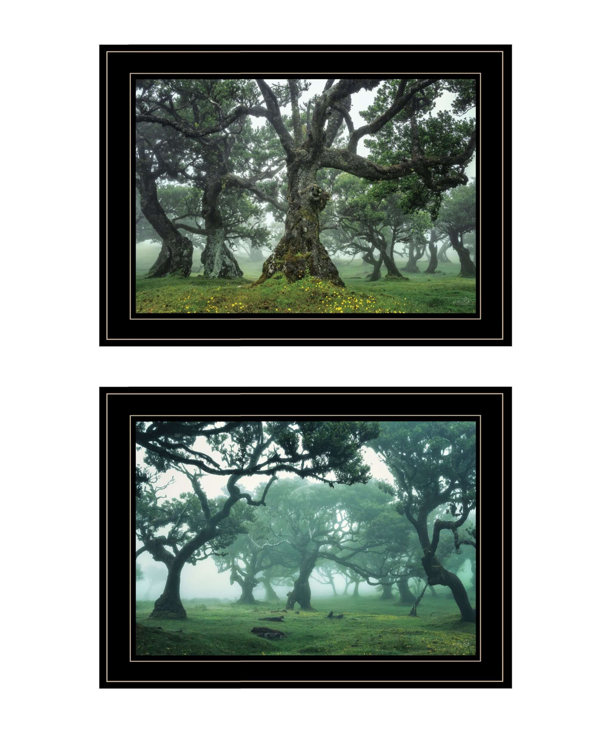 Set Of Two Enchanted Forest 3 Black Framed Print Wall Art