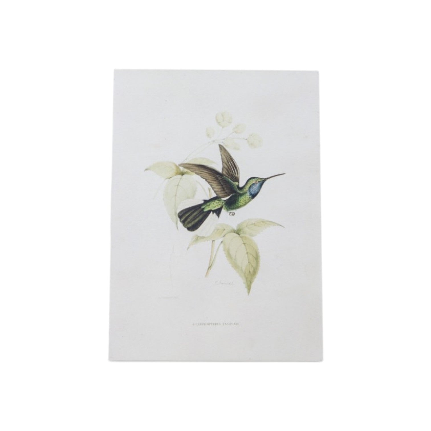 Set Of Four White Hummingbird Wall Decor