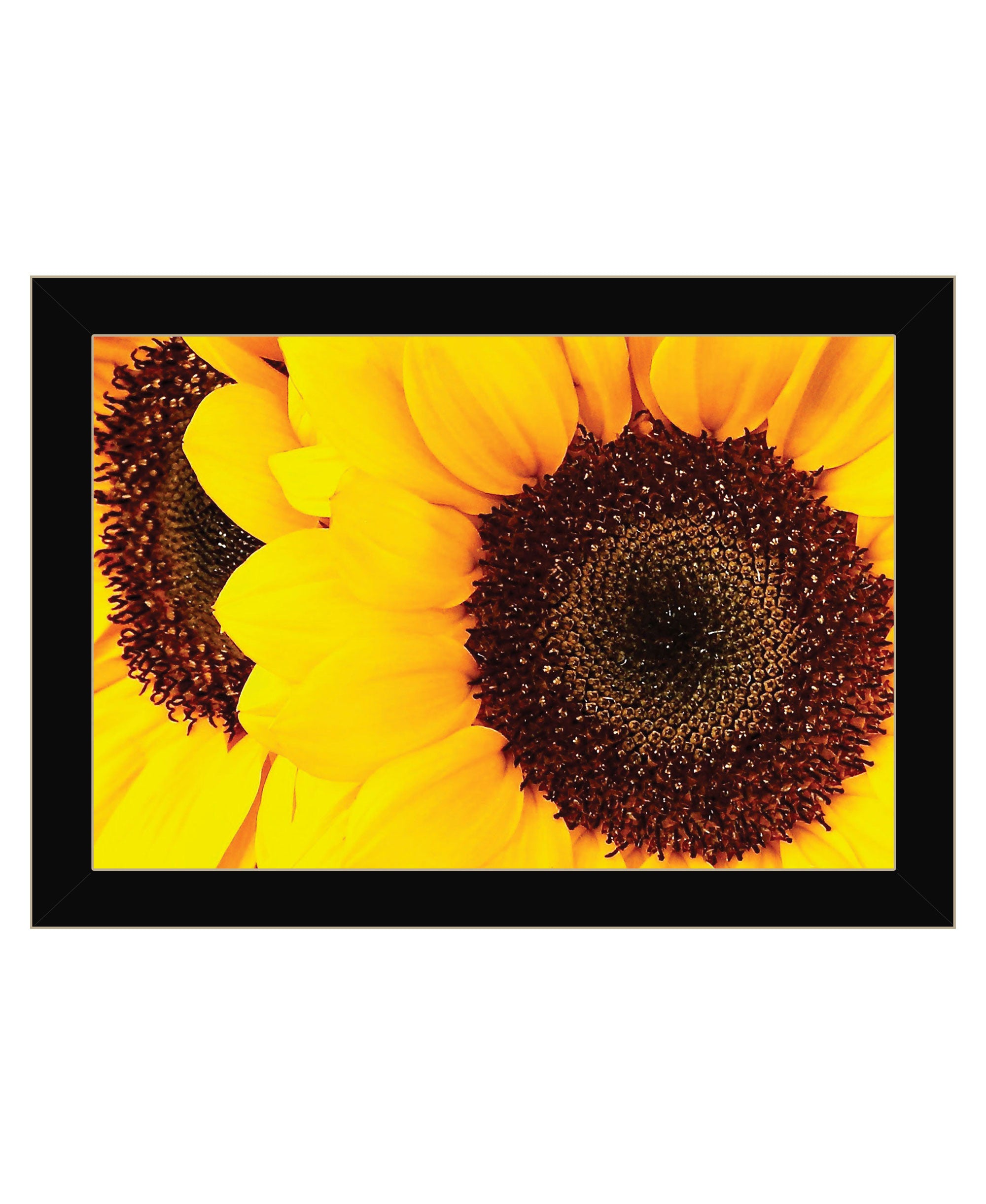 Sunflower Portrait Black Framed Print Wall Art