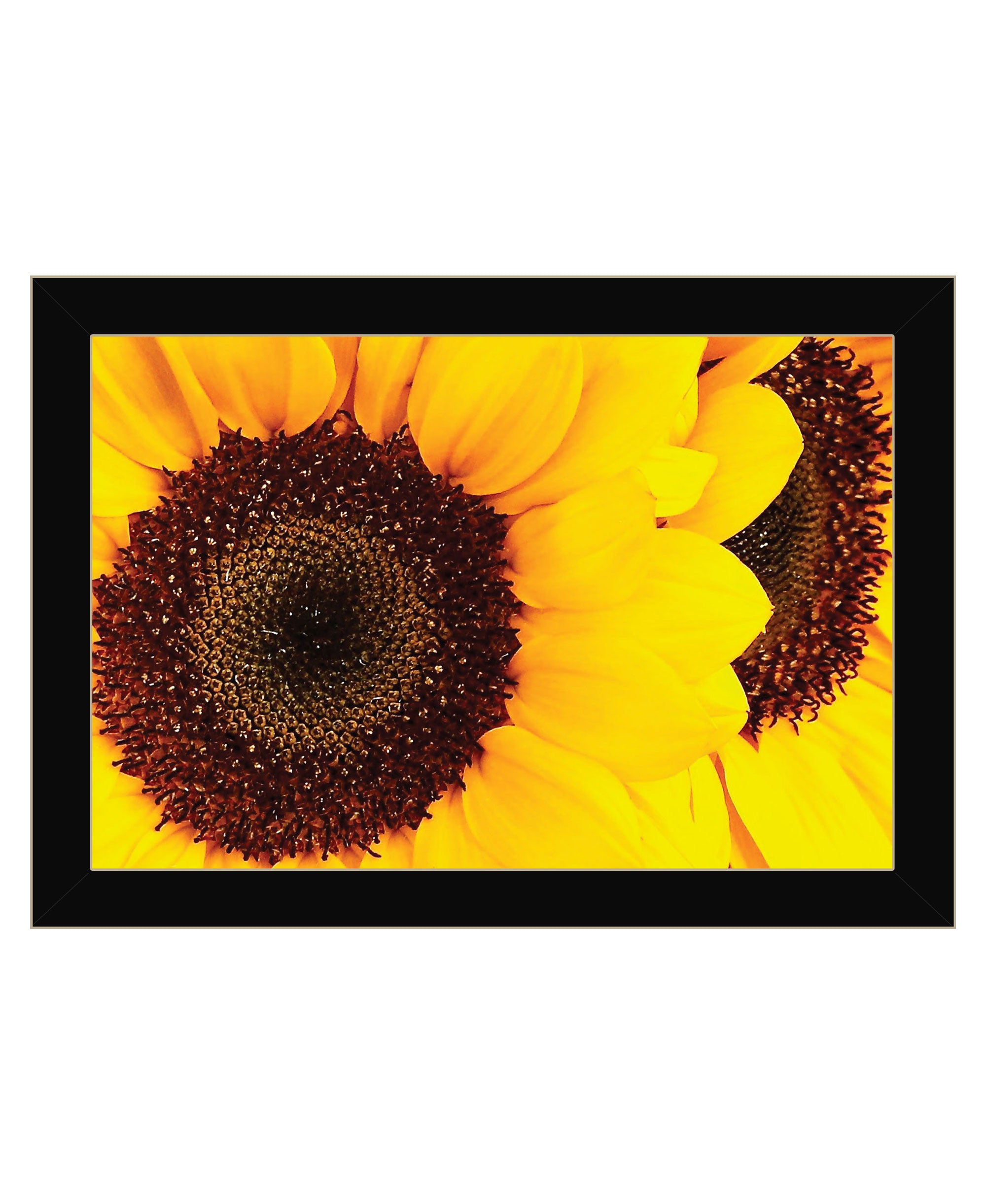 Sunflower Portrait Black Framed Print Wall Art