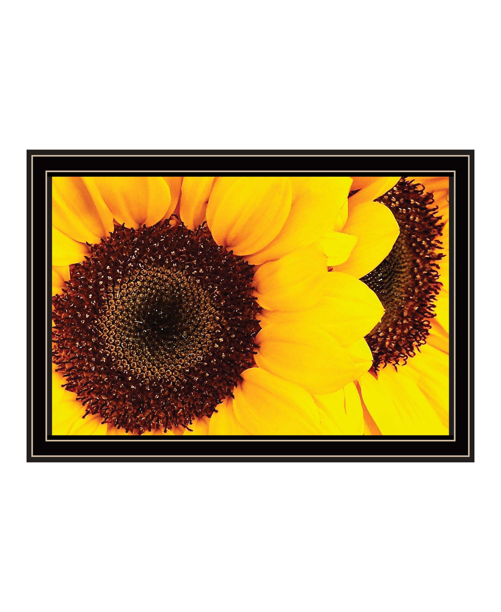 Sunflower Portrait Black Framed Print Wall Art