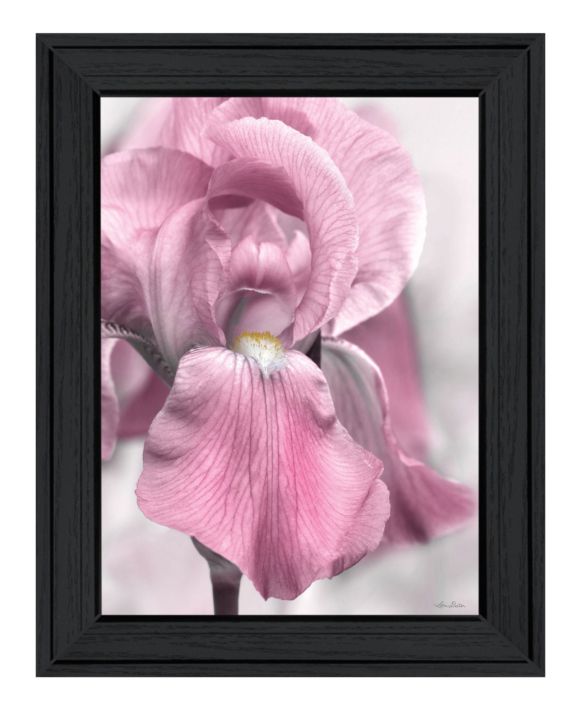 Pink Iris Black Framed Print Wall Art