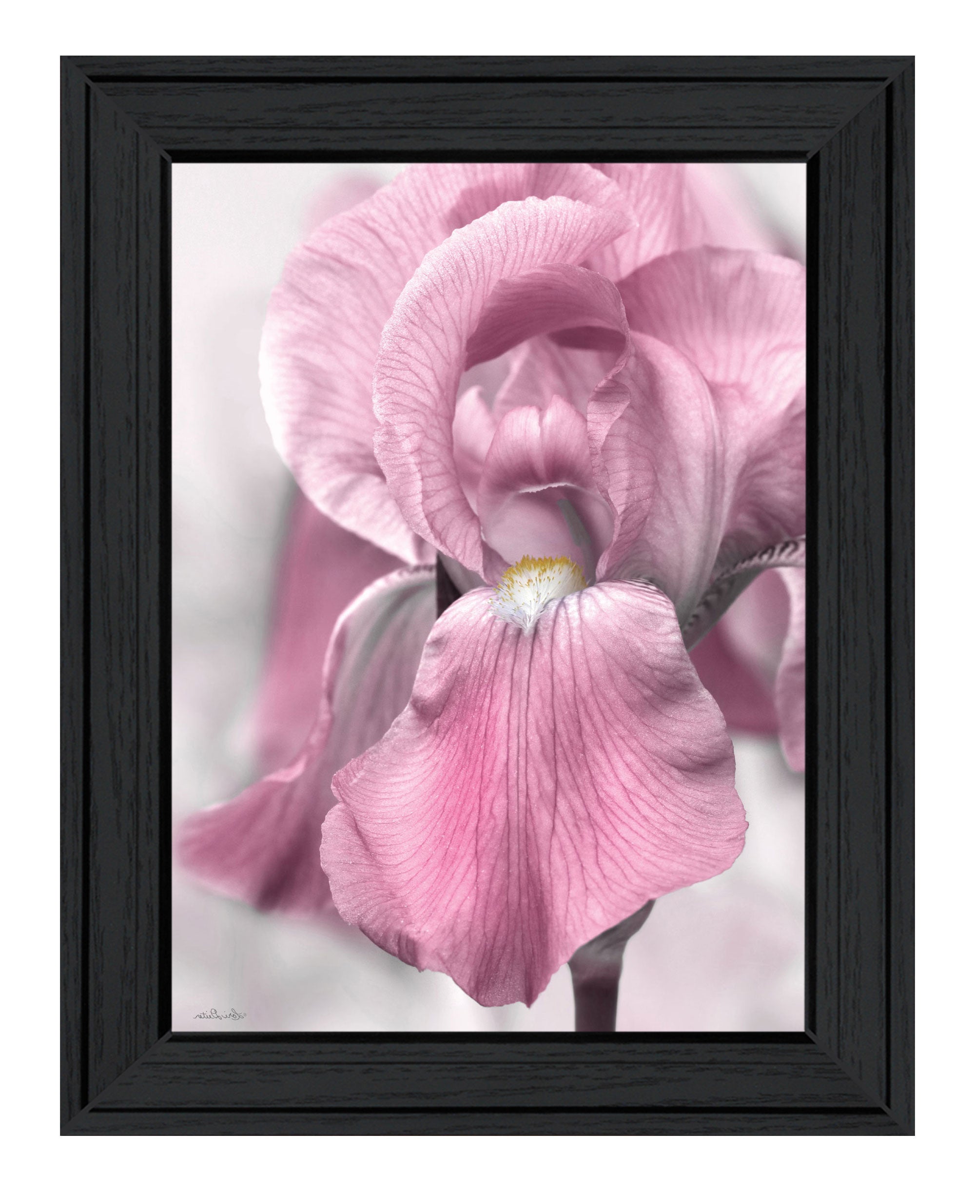 Pink Iris Black Framed Print Wall Art