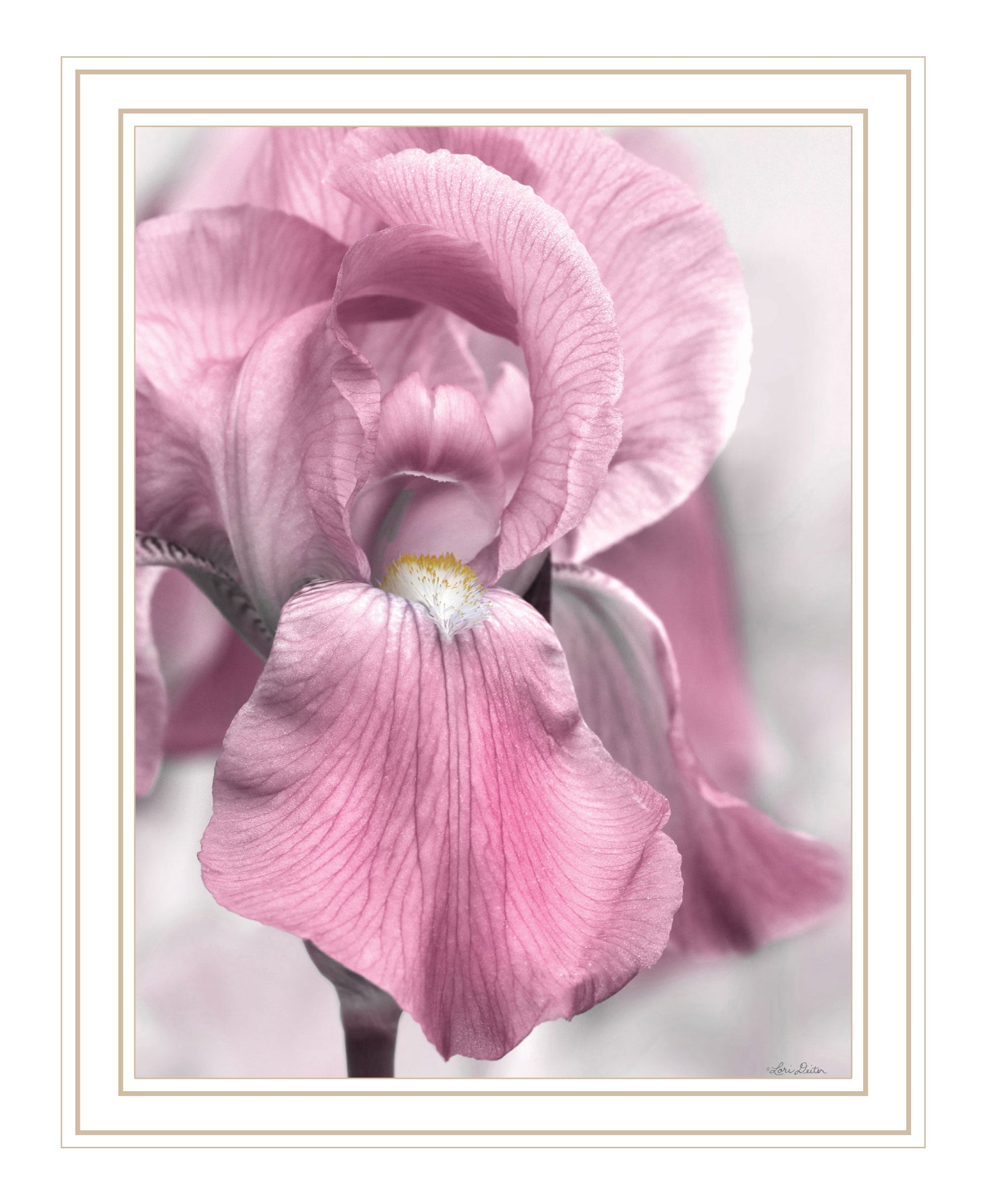 Pink Iris Black Framed Print Wall Art