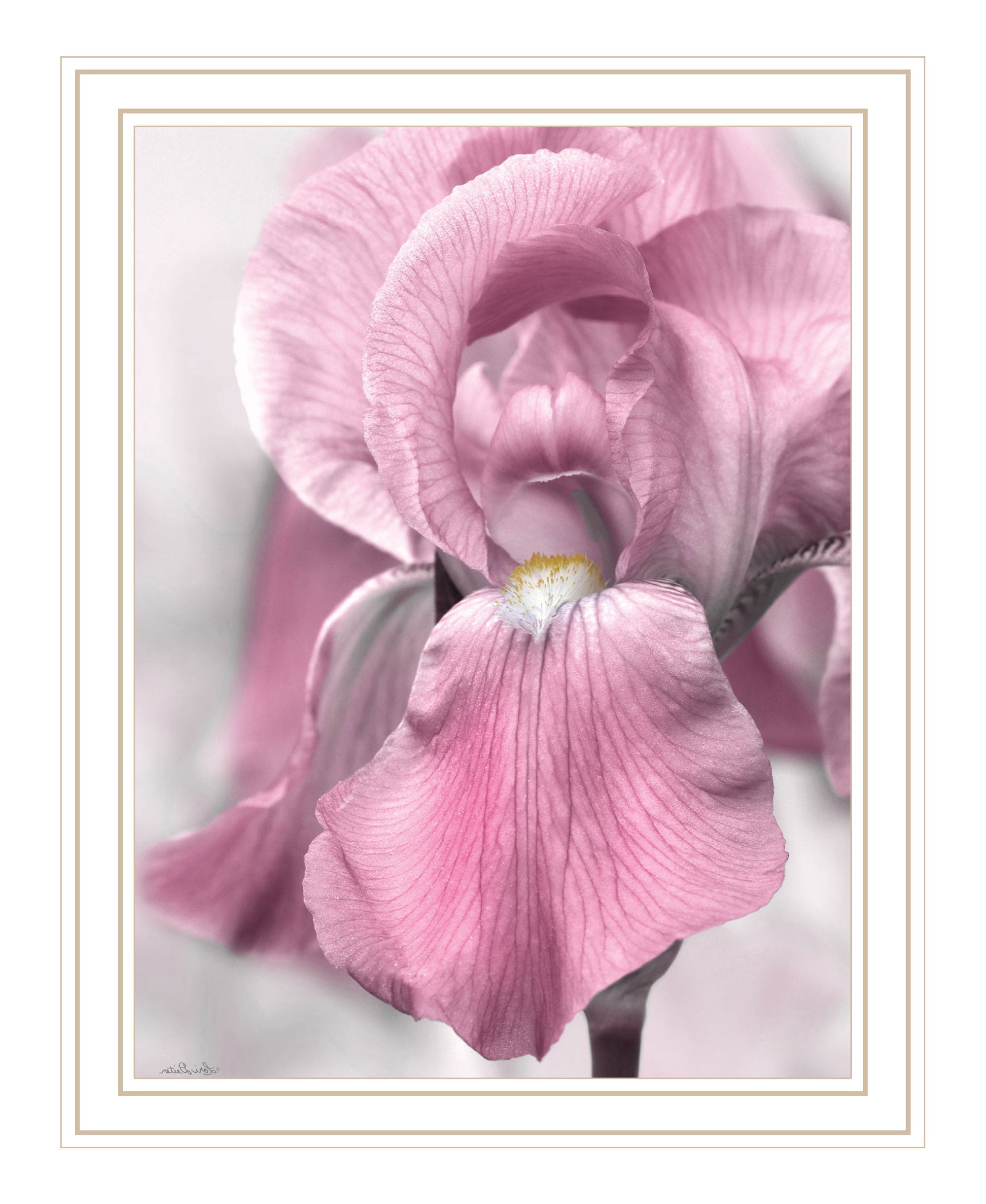 Pink Iris Black Framed Print Wall Art